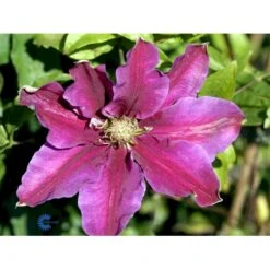 Klematis 'Dr. Ruppel' Clematis Hybrid 'Dr. Ruppel' Potte 2,0 Liter,- Opbundet -Osmo Salgsbutik fi5674 clematis dr ruppel 864b