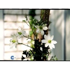 Klematis 'Early Sensation' Clematis Hybrid 'Early Sensation' Potte 2,0 Liter,- Opbundet -Osmo Salgsbutik fi5678 clematis early sensation 3dd1