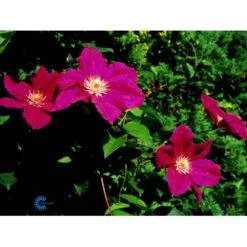 Klematis 'Ernest Markham' Clematis Hybrid 'Ernest Markham' Potte 2,0 Liter,- Opbundet -Osmo Salgsbutik fi5682 clematis ernest markham e104