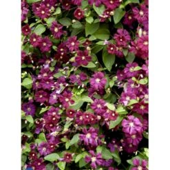 Italiensk Skovranke 'Etoile Violette' Clematis Viticella 'Etoile Violette' Potte 5,0 Liter,- Opbundet 100-150 Cm. -Osmo Salgsbutik fi5685 clematis etoile violette 7926