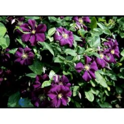 Italiensk Skovranke 'Etoile Violette' Clematis Viticella 'Etoile Violette' Potte 5,0 Liter,- Opbundet 100-150 Cm. -Osmo Salgsbutik fi5685 clematis etoile violette 9c74