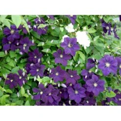 Italiensk Skovranke 'Etoile Violette' Clematis Viticella 'Etoile Violette' Potte 5,0 Liter,- Opbundet 100-150 Cm. -Osmo Salgsbutik fi5685 clematis etoile violette dfcd