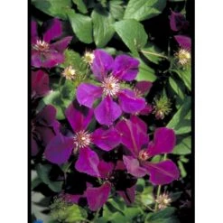 Klematis 'Gipsy Queen' Clematis Hybrid 'Gipsy Queen' Potte 2,0 Liter,- Opbundet 60-100 Cm -Osmo Salgsbutik fi5697 clematis gipsy queen f02e