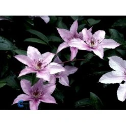 Klematis 'Hagley Hybrid' Clematis Hybrid 'Hagley Hybrid' Potte 2,0 Liter,- Opbundet -Osmo Salgsbutik fi5703 clematis hagley hybrid 48c6