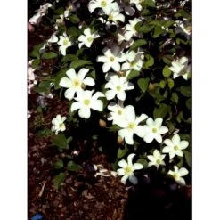 Italiensk Skovranke 'Huldine' Clematis Viticella 'Huldine' Potte 2,0 Liter,- Opbundet 60-100 Cm -Osmo Salgsbutik fi5707 clematis huldine d43b