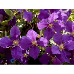 Klematis 'Jackmanii' Clematis Hybrid 'Jackmanii' Potte 2,0 Liter,- Opbundet -Osmo Salgsbutik fi5714 clematis jackmanii 1ee7