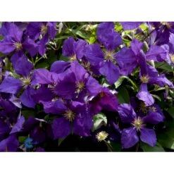 Klematis 'Jackmanii' Clematis Hybrid 'Jackmanii' Potte 2,0 Liter,- Opbundet -Osmo Salgsbutik fi5714 clematis jackmanii 24b3