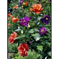 Klematis 'Jackmanii' Clematis Hybrid 'Jackmanii' Potte 2,0 Liter,- Opbundet -Osmo Salgsbutik fi5714 clematis jackmanii e5a8