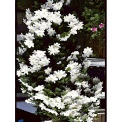 Klematis 'Madame Le Coultre' Clematis Hybrid 'Madame Le Coultre' Potte 2,0 Liter,- Opbundet -Osmo Salgsbutik fi5739 clematis madame le coultre 9efd