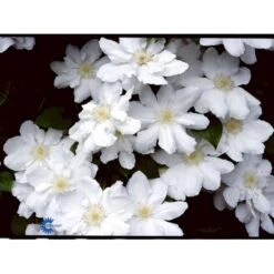 Klematis 'Madame Le Coultre' Clematis Hybrid 'Madame Le Coultre' Potte 2,0 Liter,- Opbundet -Osmo Salgsbutik fi5739 clematis madame le coultre f2f0