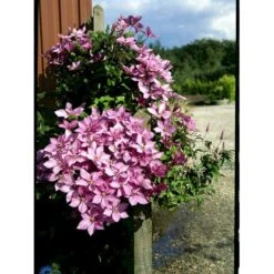 Klematis 'Margaret Hunt' Clematis Hybrid 'Margaret Hunt' Potte 2,0 Liter,- Opbundet -Osmo Salgsbutik fi5741 clematis margaret hunt 34c9