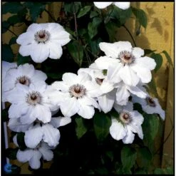 Klematis 'Miss Bateman' Clematis Hybrid 'Miss Bateman' Potte 2,0 Liter,- Opbundet -Osmo Salgsbutik fi5745 clematis miss bateman 35c1