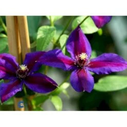 Klematis 'Mrs. N. Thompson' Clematis Hybrid 'Mrs. N. Thompson' Potte 2,0 Liter,- Opbundet 60-100 Cm -Osmo Salgsbutik fi5749 clematis mrs n thompson f1df