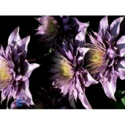 Klematis 'Multi Blue' Clematis Hybrid 'Multi Blue' Potte 2,0 Liter,- Opbundet -Osmo Salgsbutik fi5751 clematis multi blue 221a