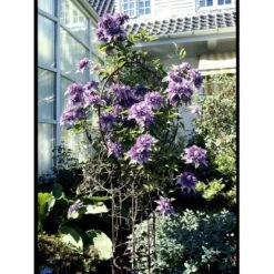 Klematis 'Multi Blue' Clematis Hybrid 'Multi Blue' Potte 2,0 Liter,- Opbundet -Osmo Salgsbutik fi5751 clematis multi blue 37a0