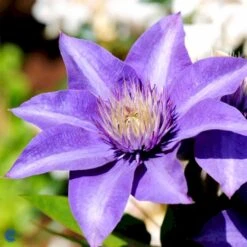 Klematis 'Multi Blue' Clematis Hybrid 'Multi Blue' Potte 2,0 Liter,- Opbundet -Osmo Salgsbutik fi5751 clematis multi blue 90d0