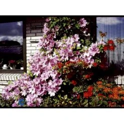 Klematis 'Nelly Moser' Clematis Hybrid 'Nelly Moser' Potte 2,0 Liter,- Opbundet 60-100 Cm -Osmo Salgsbutik fi5753 clematis nelly moser de28