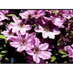 Klematis 'Nelly Moser' Clematis Hybrid 'Nelly Moser' Potte 2,0 Liter,- Opbundet 60-100 Cm -Osmo Salgsbutik fi5753 clematis nelly moser f2bd