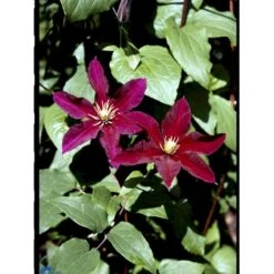 Klematis 'Niobe' Clematis Hybrid 'Niobe' Potte 2,0 Liter,- Opbundet -Osmo Salgsbutik fi5754 clematis niobe b4aa