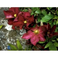Klematis 'Niobe' Clematis Hybrid 'Niobe' Potte 2,0 Liter,- Opbundet -Osmo Salgsbutik fi5754 clematis niobe dc04