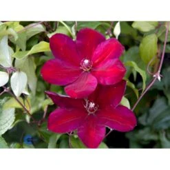 Klematis 'Niobe' Clematis Hybrid 'Niobe' Potte 2,0 Liter,- Opbundet -Osmo Salgsbutik fi5754 clematis niobe f624