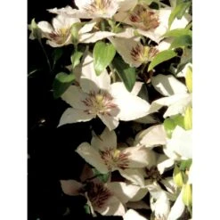 Klematis 'Pink Fantasy' Clematis Hybrid 'Pink Fantasy' Potte 2,0 Liter,- Opbundet -Osmo Salgsbutik fi5766 clematis pink fantasy 5045