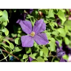 Italiensk Skovranke 'Polish Spirit' Clematis Viticella 'Polish Spirit' Potte 5,0 Liter,- Opbundet 100-150 Cm. -Osmo Salgsbutik fi5769 clematis polish spirit 8b11