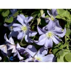 Italiensk Skovranke 'Prince Charles' Clematis Viticella 'Prince Charles' Potte 2,0 Liter,- Opbundet 60-100 Cm -Osmo Salgsbutik fi5770 clematis prince charles 2e76