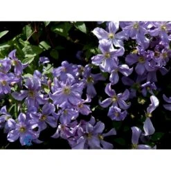 Italiensk Skovranke 'Prince Charles' Clematis Viticella 'Prince Charles' Potte 2,0 Liter,- Opbundet 60-100 Cm -Osmo Salgsbutik fi5770 clematis prince charles 930c