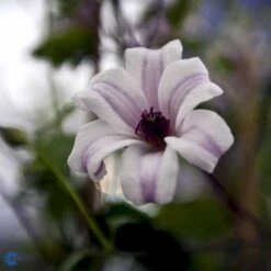 Texas-Skovranke 'Princess Kate'® Clematis Texensis 'Princess Kate'® Potte 2,0 Liter,- Opbundet 60-100 Cm -Osmo Salgsbutik fi5774 clematis princess kate r e84b