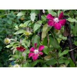 Klematis 'Rouge Cardinal' Clematis Hybrid 'Rouge Cardinal' Potte 2,0 Liter,- Opbundet 60-100 Cm 17 Klematis 'Rouge Cardinal' Clematis Hybrid 'Rouge Cardinal' Potte 2,0 Liter,- Opbundet 60-100 Cm -Osmo Salgsbutik fi5783 clematis rouge cardinal 6ae4