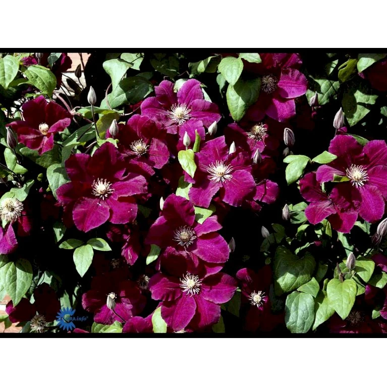 Klematis 'Rouge Cardinal' Clematis Hybrid 'Rouge Cardinal' Potte 2,0 Liter,- Opbundet 60-100 Cm 7 Klematis 'Rouge Cardinal' Clematis Hybrid 'Rouge Cardinal' Potte 2,0 Liter,- Opbundet 60-100 Cm - Billede 7