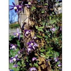 Alpe-Skovranke 'Tage Lundell' Clematis Alpina 'Tage Lundell' Potte 2,0 Liter,- Opbundet 60-100 Cm -Osmo Salgsbutik fi5795 clematis tage lundell 5121