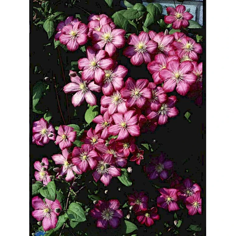 Klematis 'Ville De Lyon' Clematis Hybrid 'Ville De Lyon' Potte 2,0 Liter,- Opbundet 5 Klematis 'Ville De Lyon' Clematis Hybrid 'Ville De Lyon' Potte 2,0 Liter,- Opbundet - Billede 5