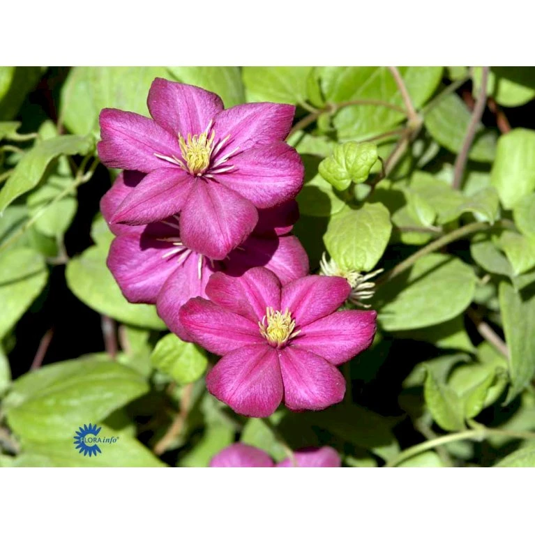 Klematis 'Ville De Lyon' Clematis Hybrid 'Ville De Lyon' Potte 2,0 Liter,- Opbundet 4 Klematis 'Ville De Lyon' Clematis Hybrid 'Ville De Lyon' Potte 2,0 Liter,- Opbundet - Billede 4