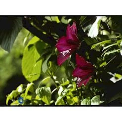 Klematis 'Warszawska Nike' Clematis Hybrid 'Warszawska Nike' Potte 2,0 Liter,- Opbundet 60-100 Cm -Osmo Salgsbutik fi5809 clematis warszawska nike 1d73