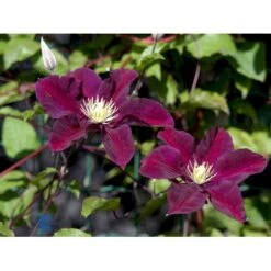 Klematis 'Warszawska Nike' Clematis Hybrid 'Warszawska Nike' Potte 2,0 Liter,- Opbundet 60-100 Cm -Osmo Salgsbutik fi5809 clematis warszawska nike 4b54