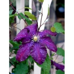 Klematis 'Warszawska Nike' Clematis Hybrid 'Warszawska Nike' Potte 2,0 Liter,- Opbundet 60-100 Cm -Osmo Salgsbutik fi5809 clematis warszawska nike 4d7e