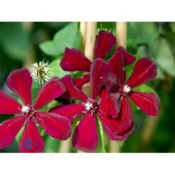 Klematis 'Westerplatte' Clematis Hybrid 'Westerplatte' Potte 2,0 Liter,- Opbundet 13 Klematis 'Westerplatte' Clematis Hybrid 'Westerplatte' Potte 2,0 Liter,- Opbundet -Osmo Salgsbutik fi5810 clematis westerplatte 470e