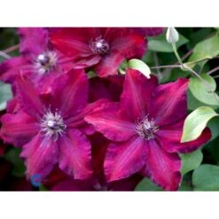 Klematis 'Westerplatte' Clematis Hybrid 'Westerplatte' Potte 2,0 Liter,- Opbundet 11 Klematis 'Westerplatte' Clematis Hybrid 'Westerplatte' Potte 2,0 Liter,- Opbundet -Osmo Salgsbutik fi5810 clematis westerplatte ccda