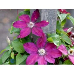 Klematis 'Westerplatte' Clematis Hybrid 'Westerplatte' Potte 2,0 Liter,- Opbundet 12 Klematis 'Westerplatte' Clematis Hybrid 'Westerplatte' Potte 2,0 Liter,- Opbundet -Osmo Salgsbutik fi5810 clematis westerplatte e4ca
