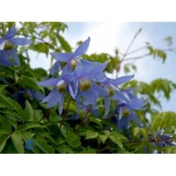 Alpe-Skovranke Clematis Alpina Potte 2,0 Liter,- Opbundet -Osmo Salgsbutik fi5816 clematis alpina 2af7