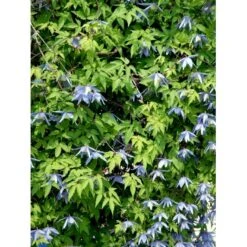 Alpe-Skovranke Clematis Alpina Potte 2,0 Liter,- Opbundet -Osmo Salgsbutik fi5816 clematis alpina 390d