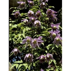 Alpe-Skovranke Clematis Alpina Potte 2,0 Liter,- Opbundet -Osmo Salgsbutik fi5816 clematis alpina 9a65