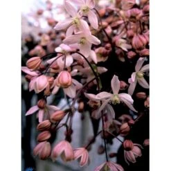 Stedsegrøn Klematis 'Apple Blossom' Clematis Armandii 'Apple Blossom' Potte 2,0 Liter,- Opbundet 60-100 Cm -Osmo Salgsbutik fi5828 clematis armandii apple blossom cb37