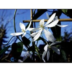 Stedsegrøn Klematis 'Snowdrift' Clematis Armandii 'Snowdrift' Potte 2,0 Liter,- Opbundet 60-100 Cm -Osmo Salgsbutik fi5829 clematis armandii snowdrift 7945