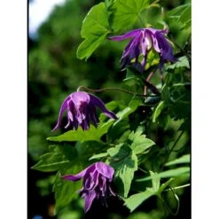 Småblomstrende Klematis Clematis Macropetala Potte 2,0 Liter,- Opbundet 60-100 Cm -Osmo Salgsbutik fi5852 clematis macropetala 7d20