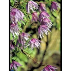 Småblomstrende Klematis Clematis Macropetala Potte 2,0 Liter,- Opbundet 60-100 Cm -Osmo Salgsbutik fi5852 clematis macropetala 8010