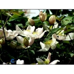 Bjerg-Skovranke 'Elizabeth' Clematis Montana 'Elizabeth' Potte 2,0 Liter,- Opbundet 60-100 Cm -Osmo Salgsbutik fi5859 clematis montana elizabeth ecd6