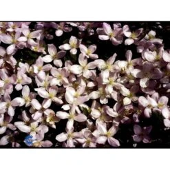 Bjerg-Skovranke 'Elizabeth' Clematis Montana 'Elizabeth' Potte 2,0 Liter,- Opbundet 60-100 Cm -Osmo Salgsbutik fi5859 clematis montana elizabeth f374